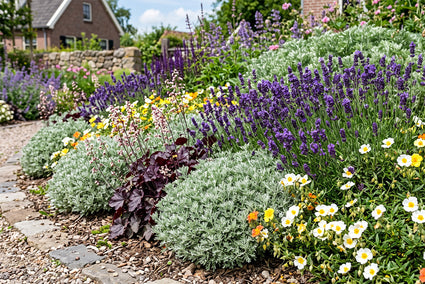 Artemisia schmidtiana 'Nana' met Lavendel (Lavandula angustifolia), Purperklokje en Zonneroosje