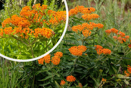 Knolzijdeplant - Asclepias tuberosa