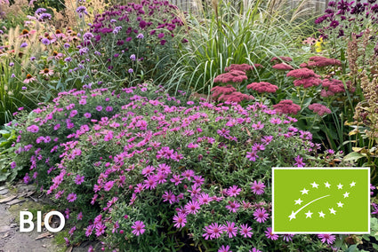 Biologisch Aster - Aster dumosus 'Alice Haslam'
