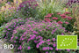 Biologisch Aster - Aster dumosus 'Alice Haslam'