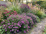 Biologisch Aster - Aster dumosus 'Alice Haslam'