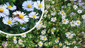 Herfstaster (Hoogte 30 cm)   Aster 'Schneekissen'