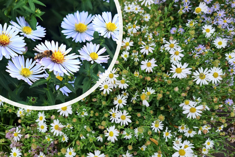 Herfstaster (Hoogte 30 cm) - Aster 'Schneekissen'