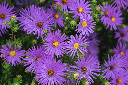 Herfstaster - Aster 'Wood's Purple'
