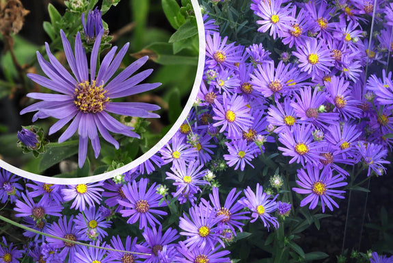 Bergaster (Hoogte 70 cm) - Aster amellus 'Rudolph Goethe'