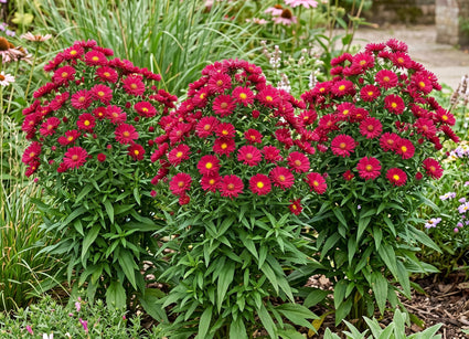 Biologische Herfstaster - Aster novi-belgii 'Winston Churchill'
