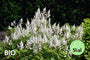 Biologisch Spirea - Astilbe (A) 'Brautschleier'