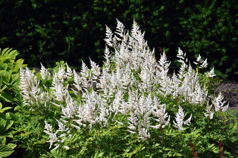 Spierstruik - Astilbe 'Brautschleier'