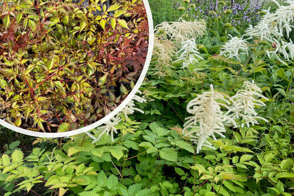 Pluimspirea (Wit) - Astilbe 'Deutschland'