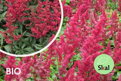 Biologisch Spirea - Astilbe (A) 'Fanal'