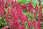 Biologisch Spirea - Astilbe (A) 'Fanal'