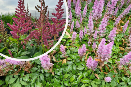 Pluimspirea (Roze / Paars) - Astilbe chinensis 'Pumila'