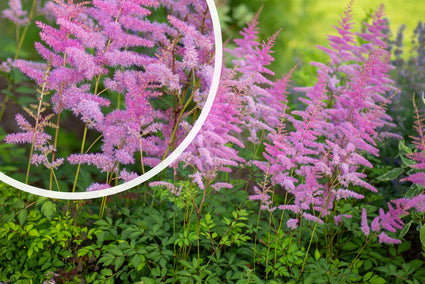 Spierstruik - Astilbe chinensis 'Superba' TIP