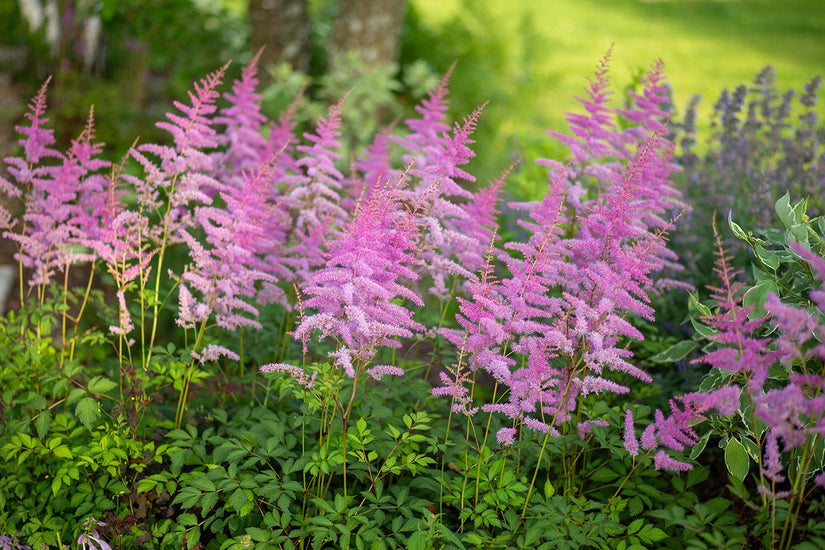 Spierstruik - Astilbe chinensis 'Superba' TIP