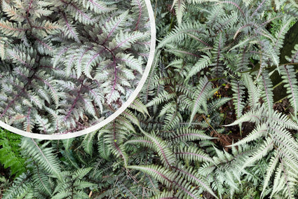 Japanse regenboogvaren - Athyrium niponicum 'Pictum'