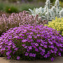 Blauwkussen - Aubrieta 'Hamburger Stadtpark'