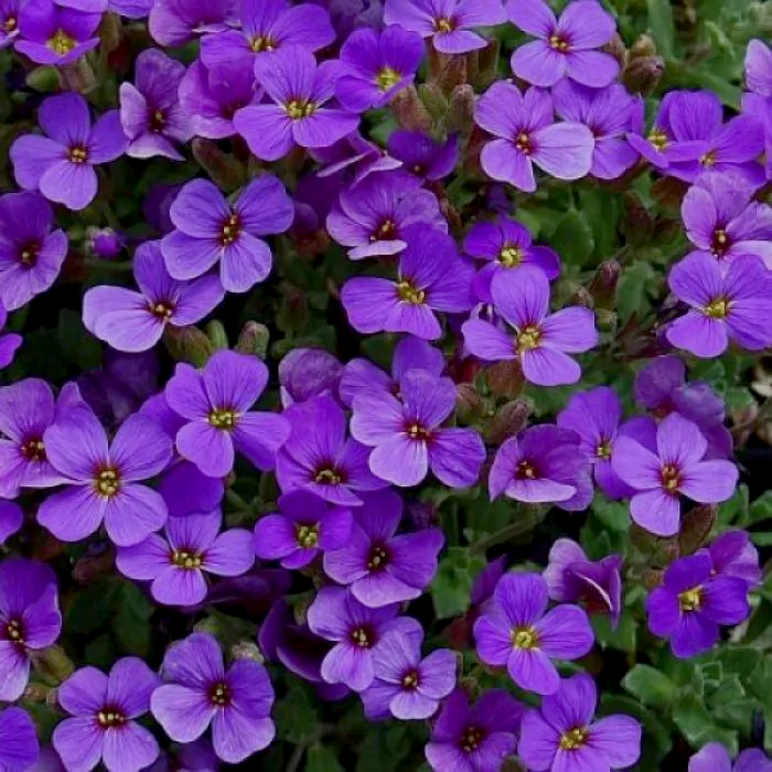 Blauwkussen - Aubrieta 'Hamburger Stadtpark'