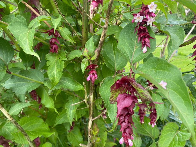 Fazantenbes - Leycesteria formosa