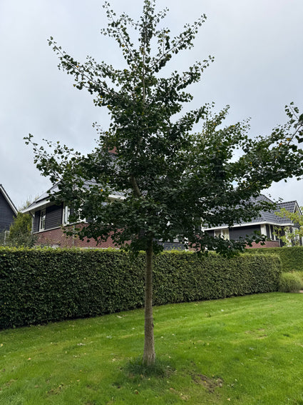 Japanse notenboom - Ginkgo biloba hoogstam