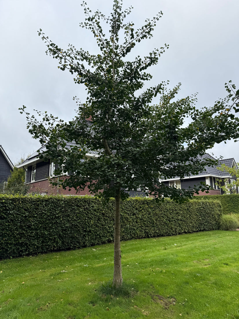 Japanse notenboom - Ginkgo biloba hoogstam