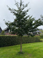 Japanse notenboom - Ginkgo biloba hoogstam