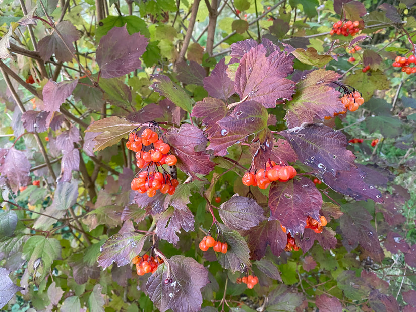 Gelderse Roos - Viburnum Opulus