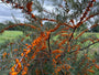 Duindoorn - Hippophae rhamnoides
