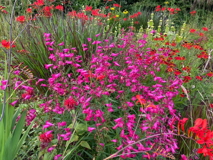 Slangenkop (Roze) - Penstemon 'Schoenholzeri'