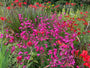 Slangenkop (Roze) - Penstemon 'Schoenholzeri'