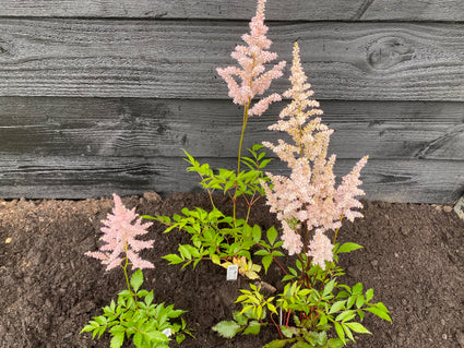 Pluimspirea - Astilbe 'Peach Blossom'