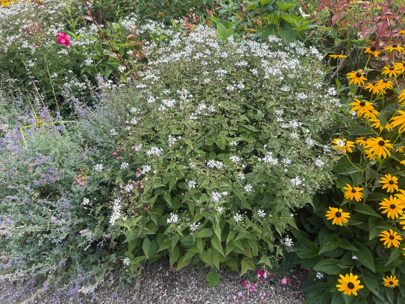 Grootbladige Aster - Aster macrophyllus 'Twilight'
