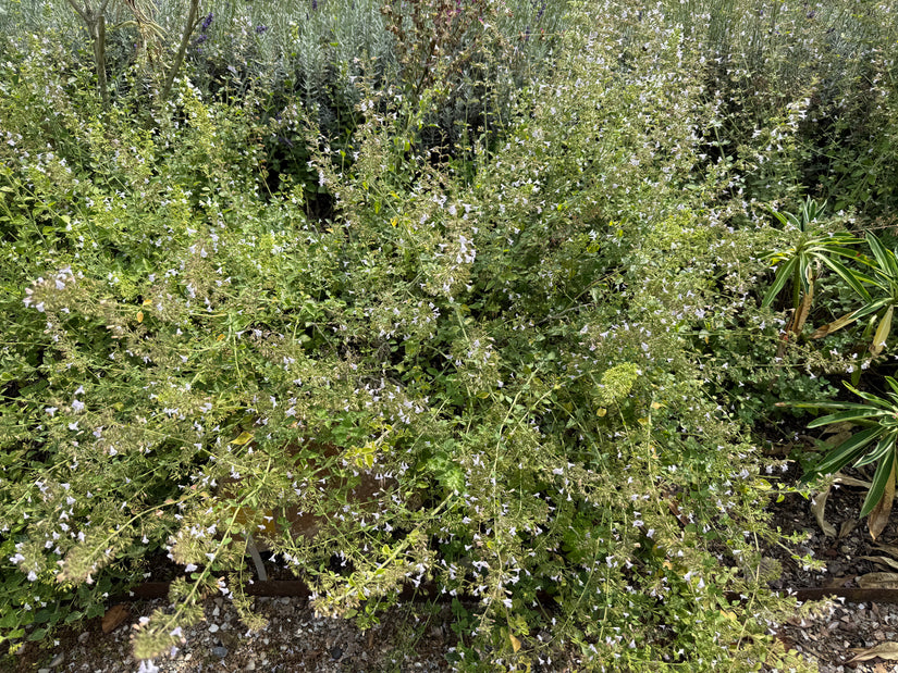 Kleine bergsteentijm - Clinopodium calamintha 'White Cloud'