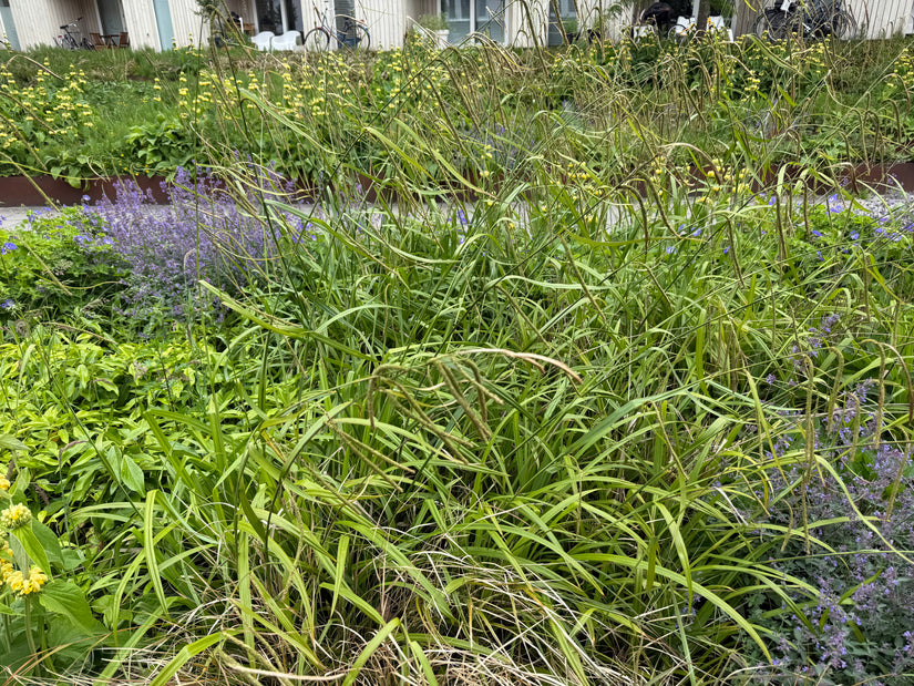 Hangende Zegge - Carex pendula