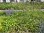 Hangende Zegge - Carex pendula