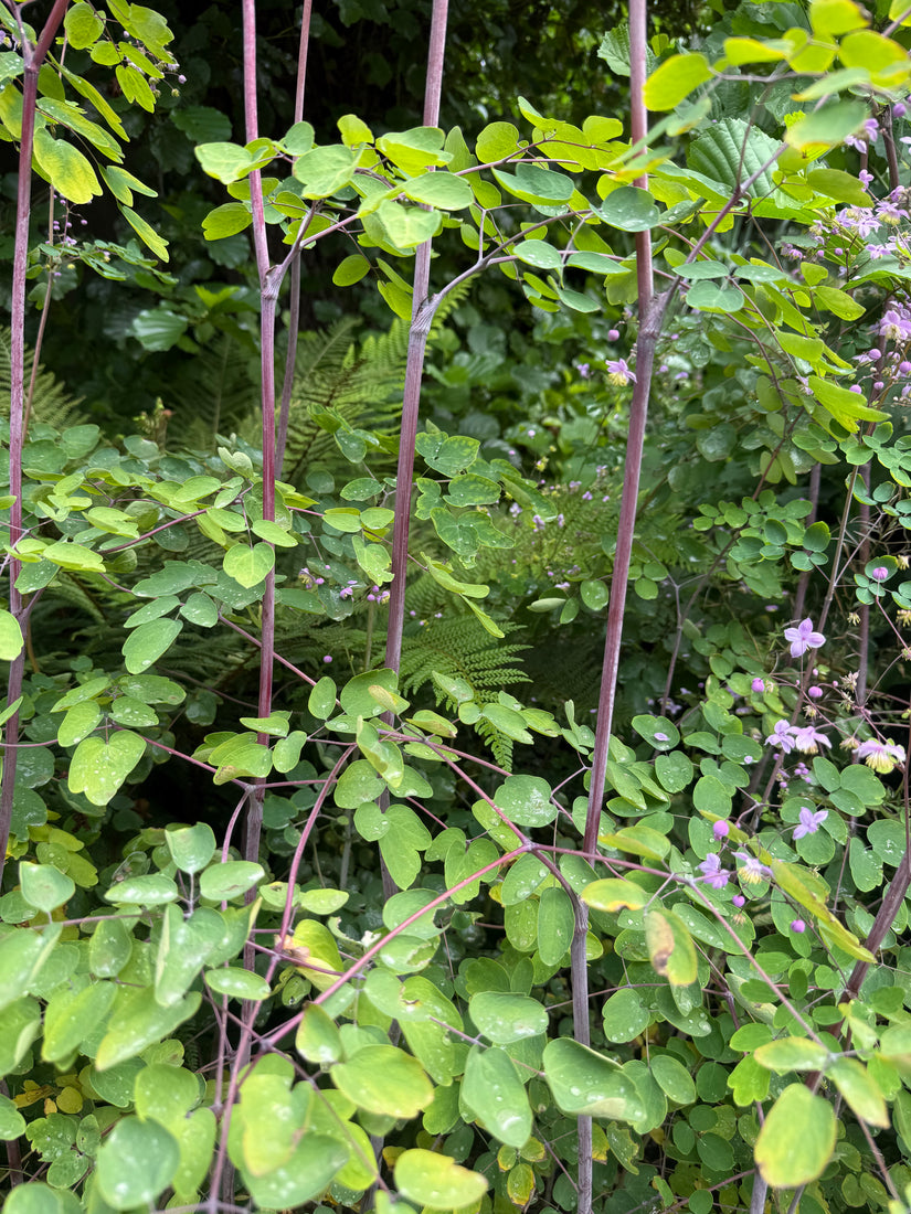 Chinese ruit - Thalictrum delavayi