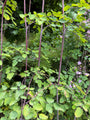 Chinese ruit - Thalictrum delavayi