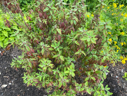 Smalbladige Lepelboom - Kalmia angustifolia