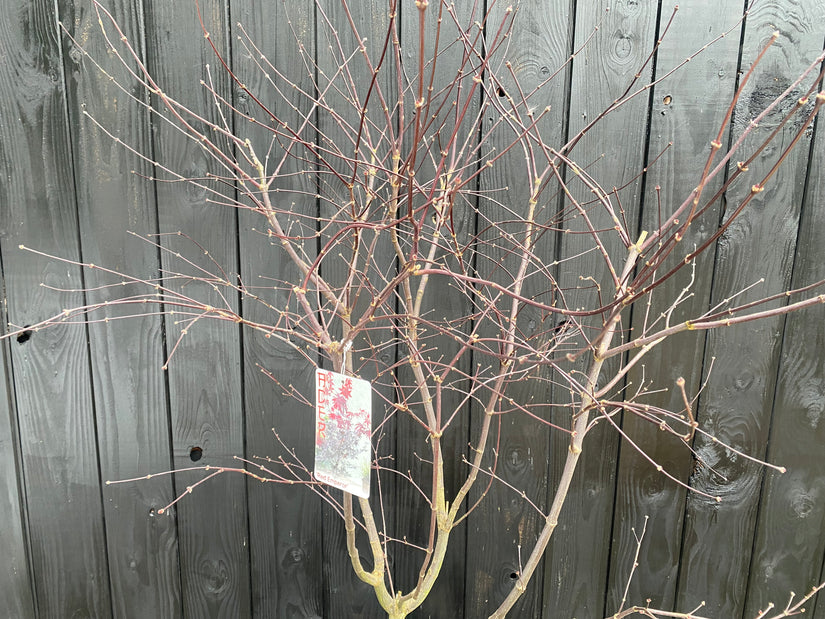 Japanse Esdoorn - Acer Red Emperor