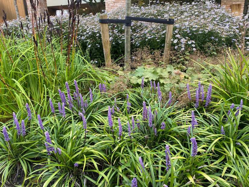 Leliegras - Liriope muscari 'Ingwersen'