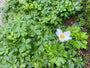 Witte anemoon (Hoogte 30 cm) - Anemone sylvestris