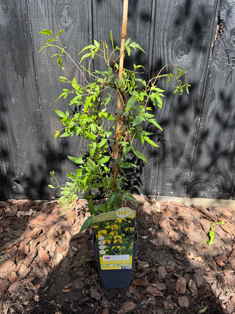Bosrank - Clematis Tangutica