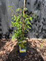 Bosrank - Clematis Tangutica