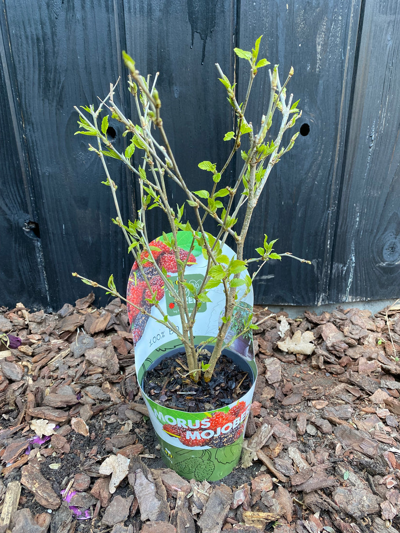 Biologische Moerbei - Morus Mulle 'Mojoberry'