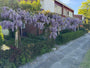 Blauwe regen - Wisteria (sinensis) 'Prolific'