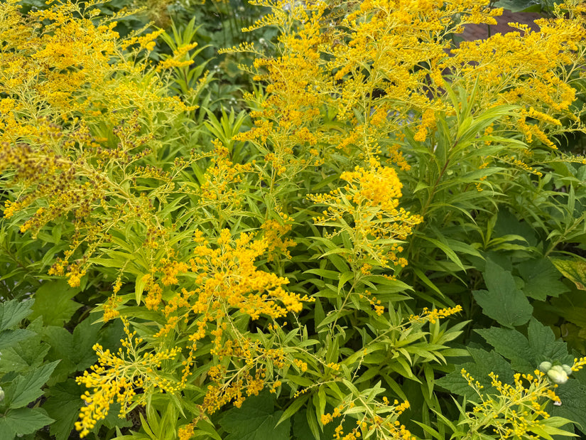 Echte guldenroede - Solidago virgaurea