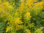Echte guldenroede - Solidago virgaurea