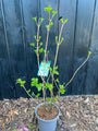 Gelderse Roos - Viburnum Opulus