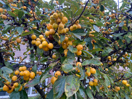 Sierappel boompje (geel) - Malus 'Golden Hornet' op stam