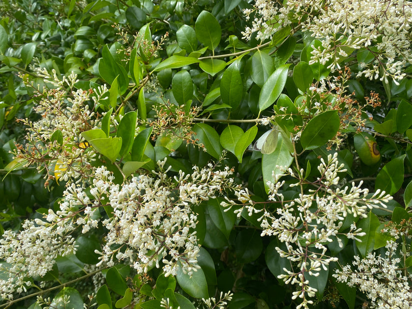 Chinese liguster - Ligustrum lucidum