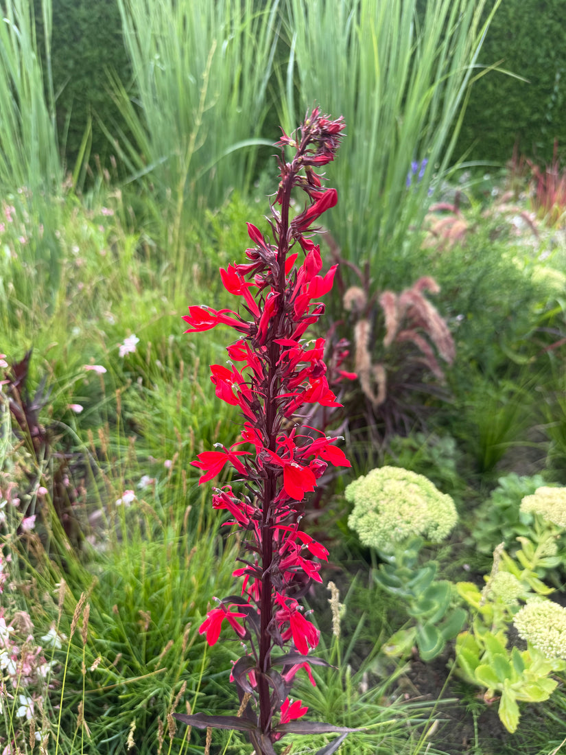 Lobelia - Lobelia fulgens 'Queen Victoria'